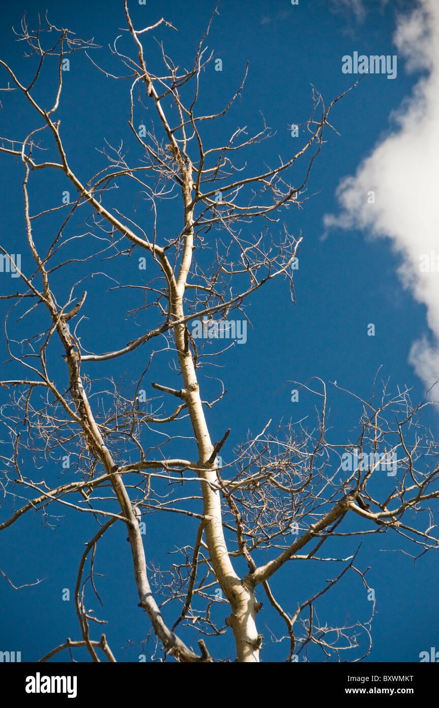 Bare Aspen tree branches Stock Photo Alamy