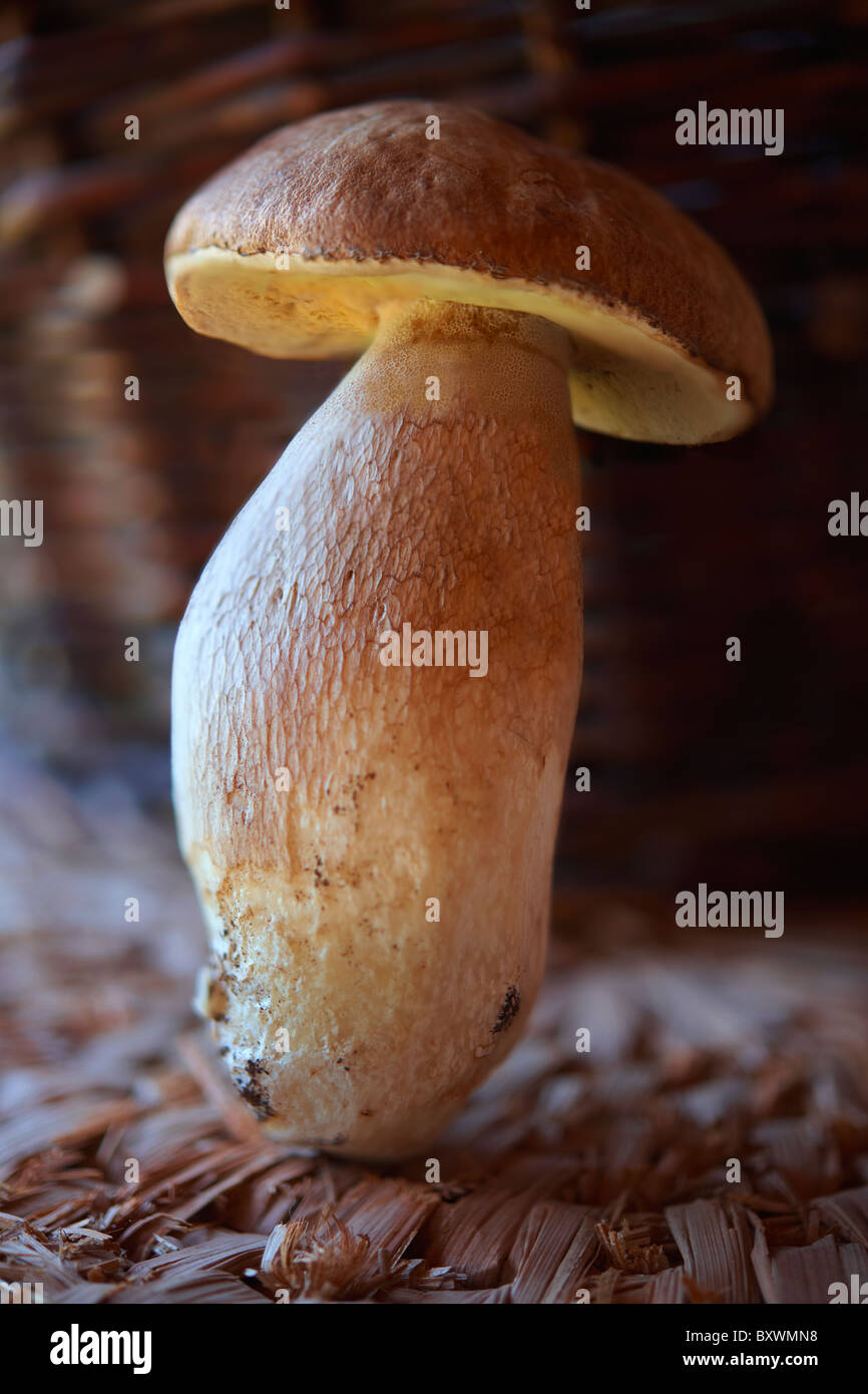 Fresh woodland Ceps - wild mushrooms Stock Photo - Alamy