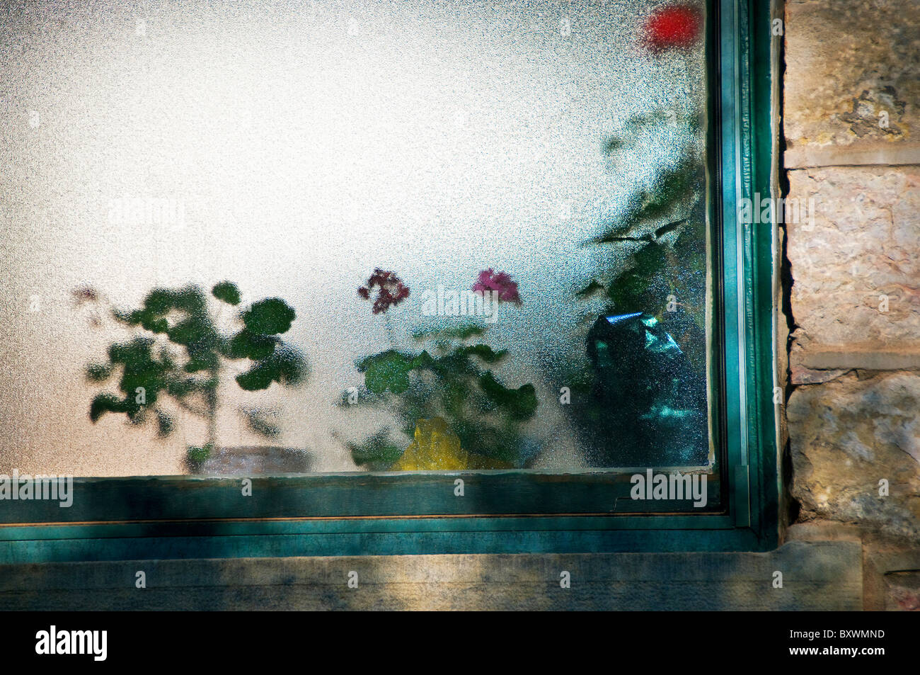 Flowers and plants behind frosted glass Stock Photo Alamy