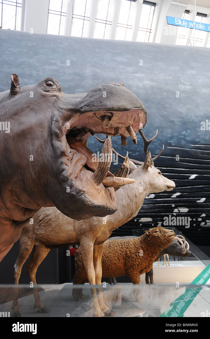 The Natural History Museum In London United Kingdom Displaying The Life Size Blue Whale And 
