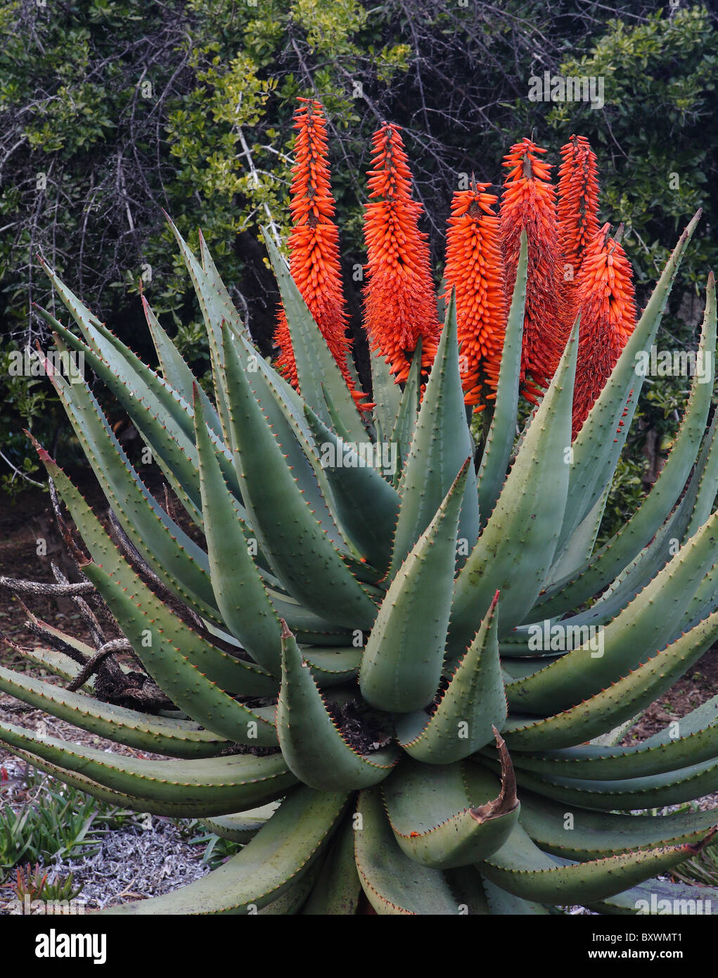 Aloe succotrina - Orange flowers on Aloe Vera in Southern California Stock Photo