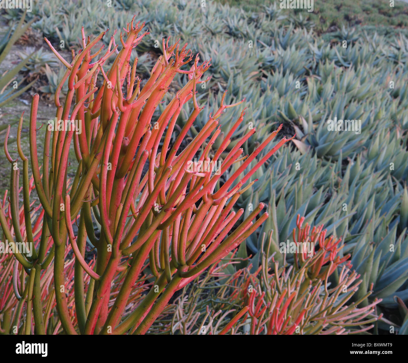 Sticks on Fire Euphorbia Tirucalli is a tropical african plant and