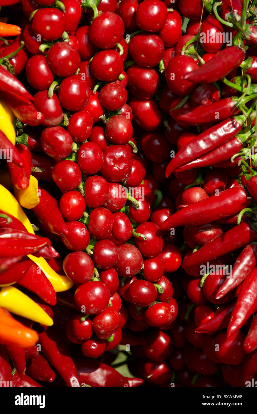 Capsicum annuum or chili peppers drying to make Hungarian paprika