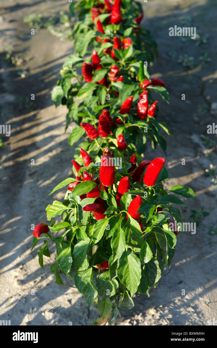 Capsicum annuum or chili peppers being grown to make Hungarian paprika Kalocsa Hungary Stock