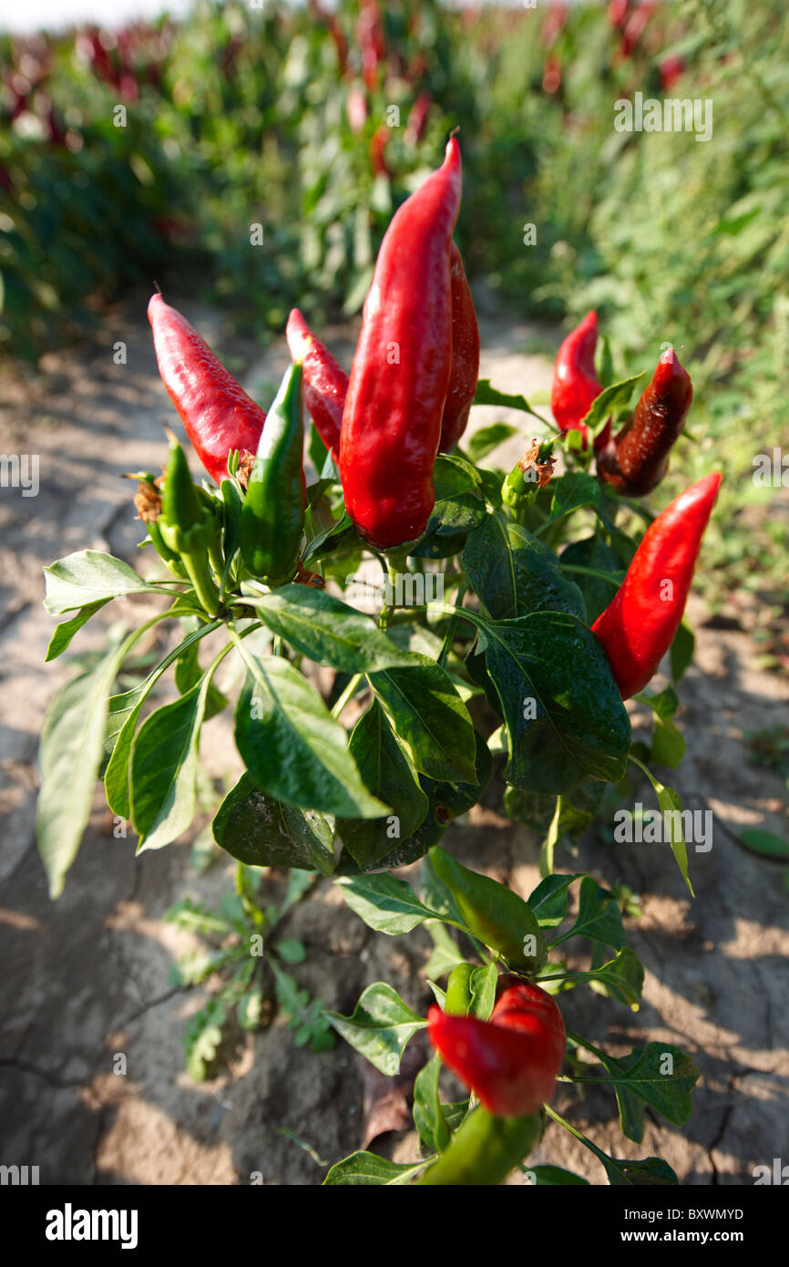 Capsicum Annuum Or Chili Peppers Being Grown To Make Hungarian Paprika