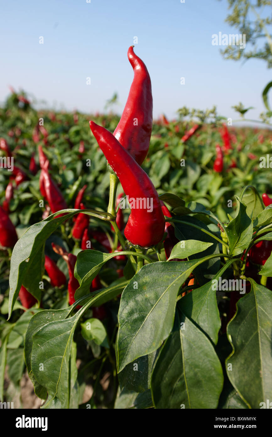 Capsicum annuum or chili peppers being grown to make Hungarian paprika Kalocsa Hungary Stock