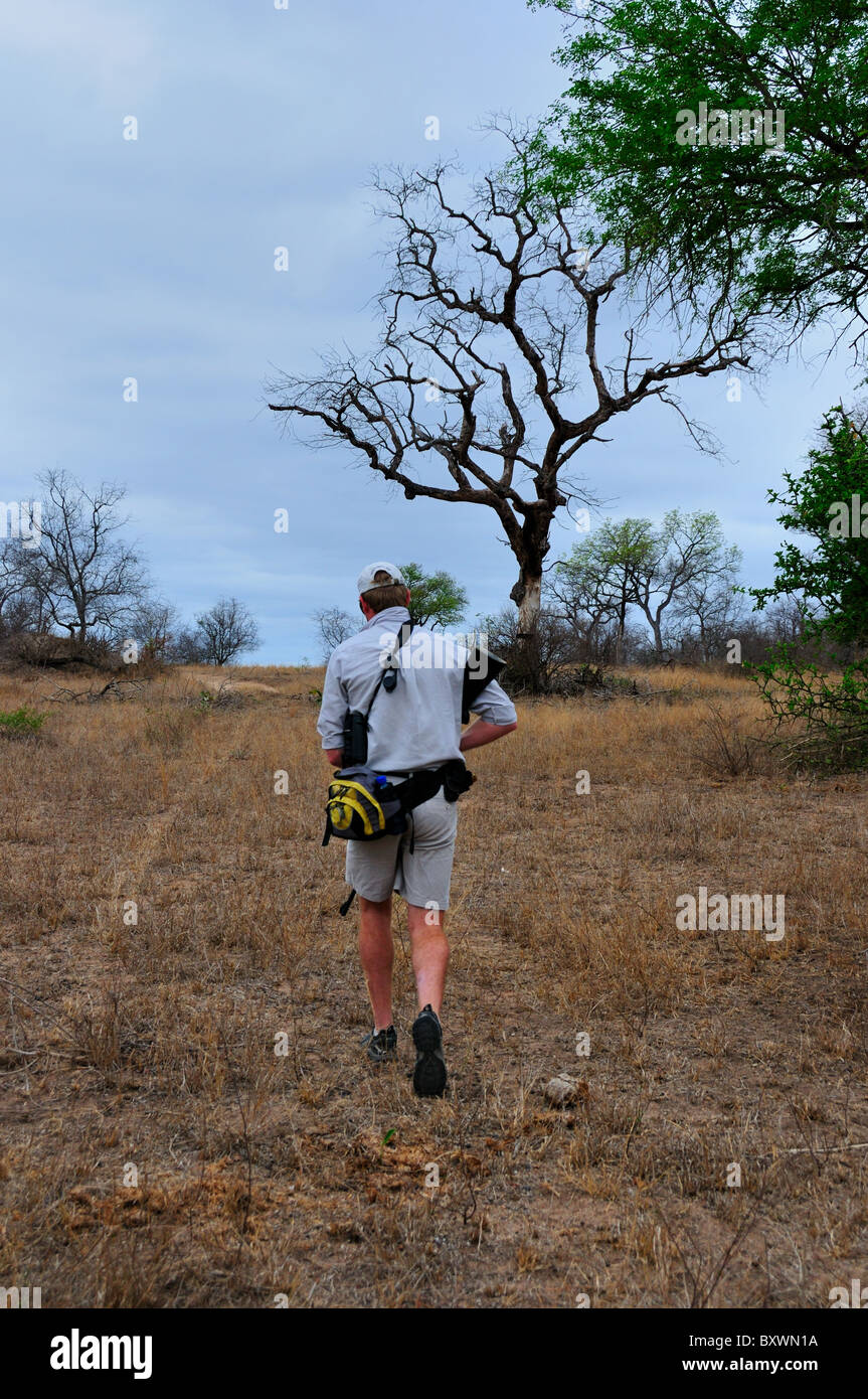 An armed park ranger walking on foot in a wildlife game reserve. Kruger National Park, South Africa. Stock Photo