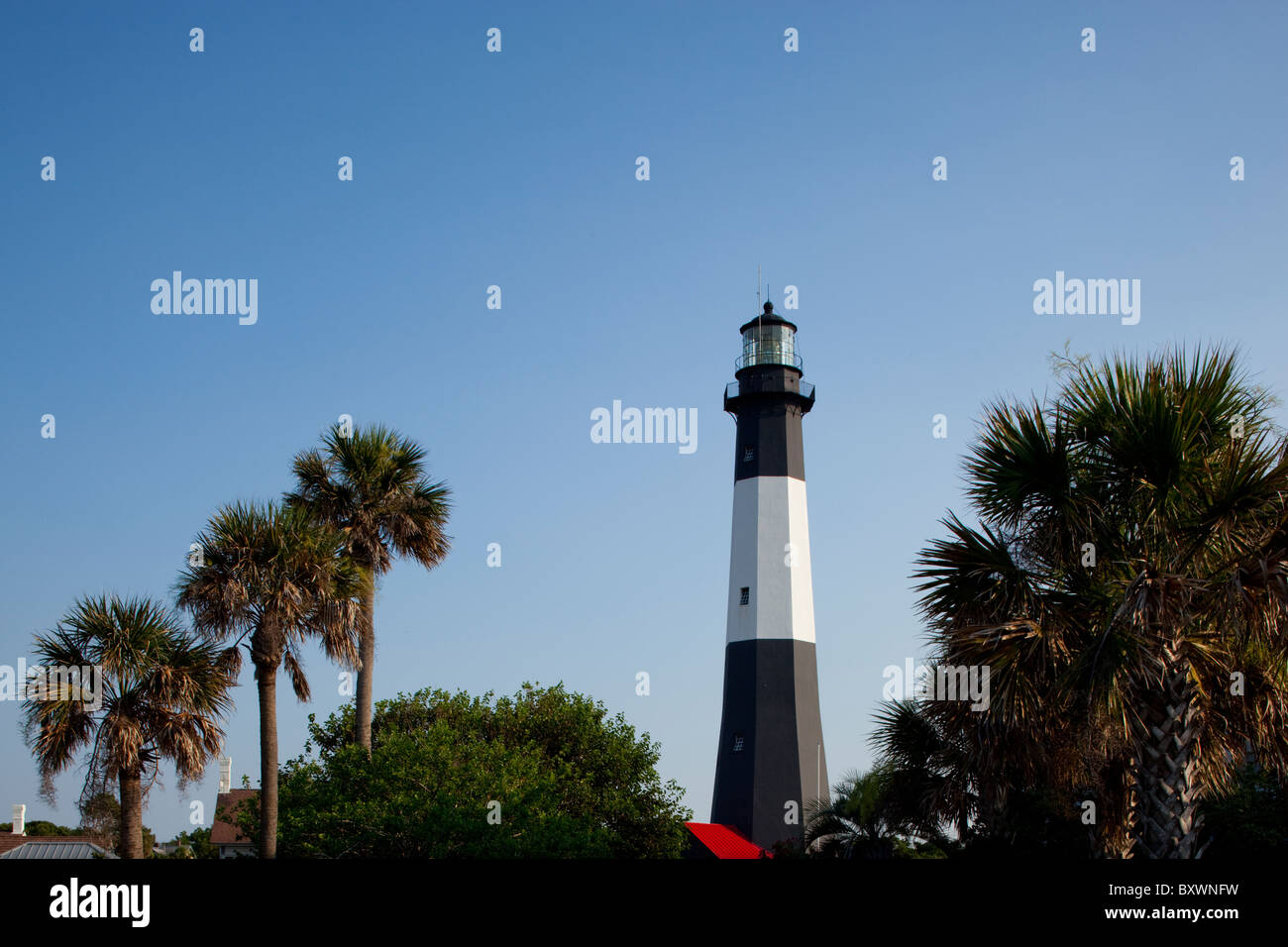 Palmetto hires stock photography and images Alamy