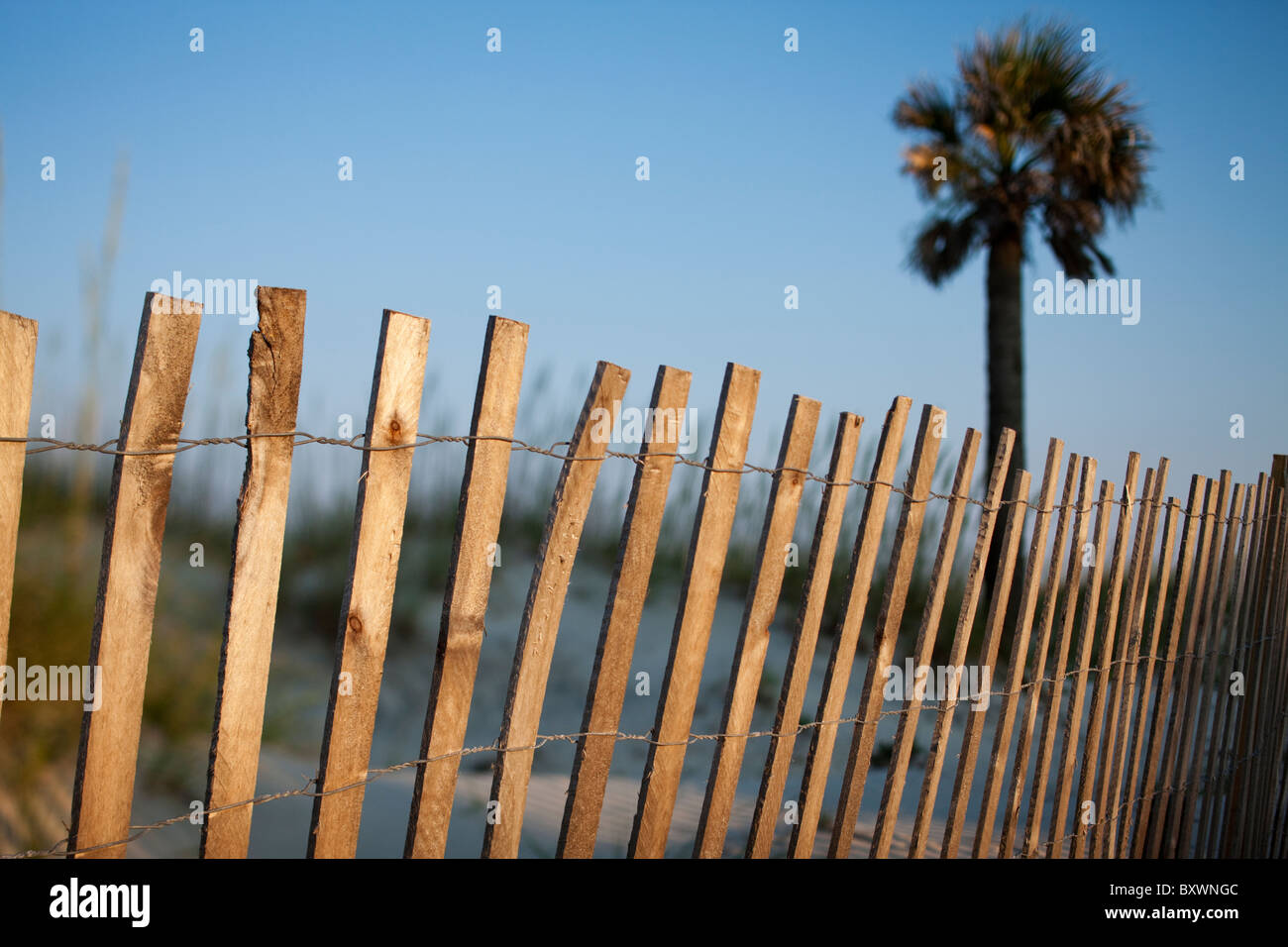 USA, Tybee Island, Palmetto Palm and cyclone fence along sand