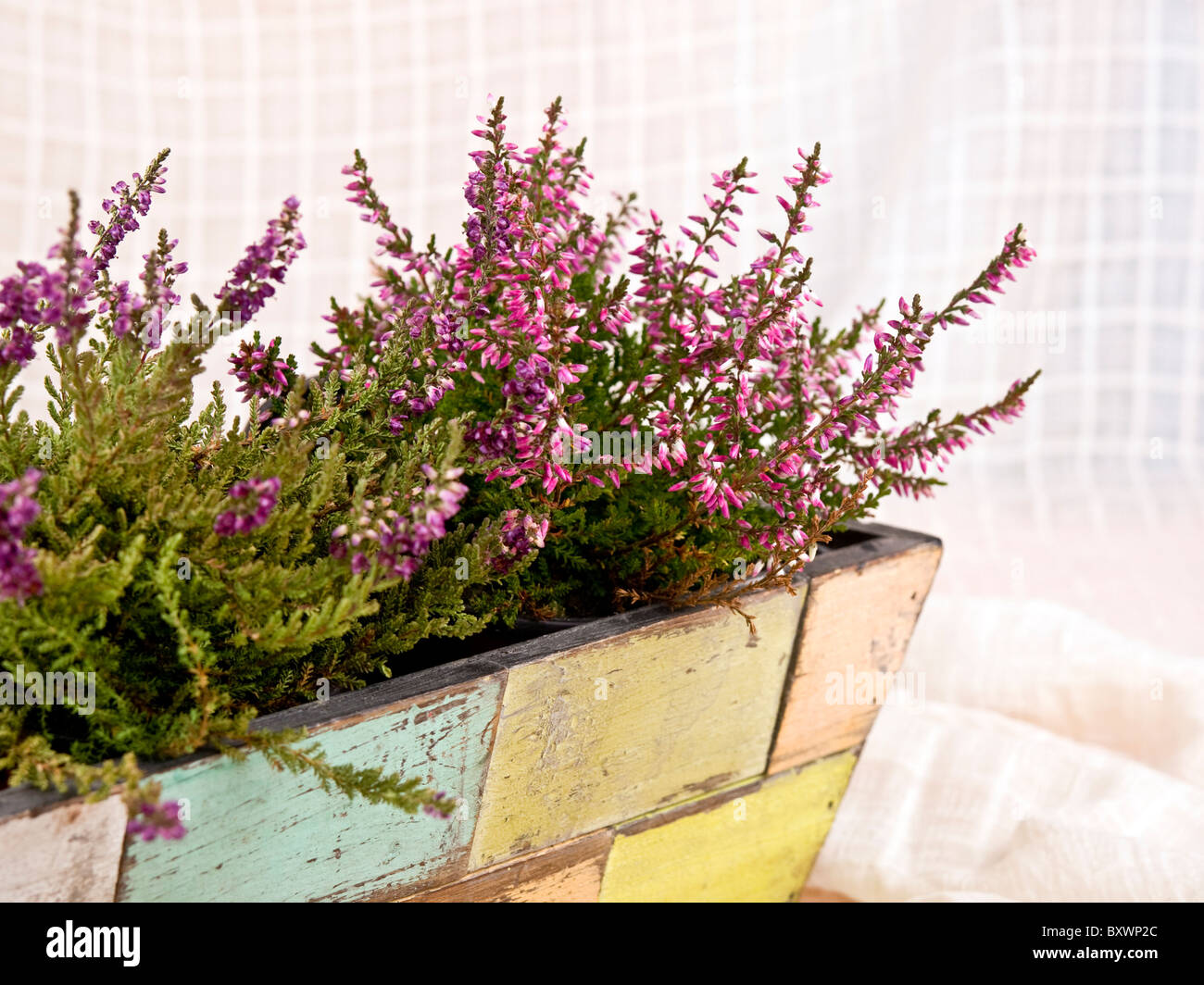 Old fashioned flower hires stock photography and images Alamy