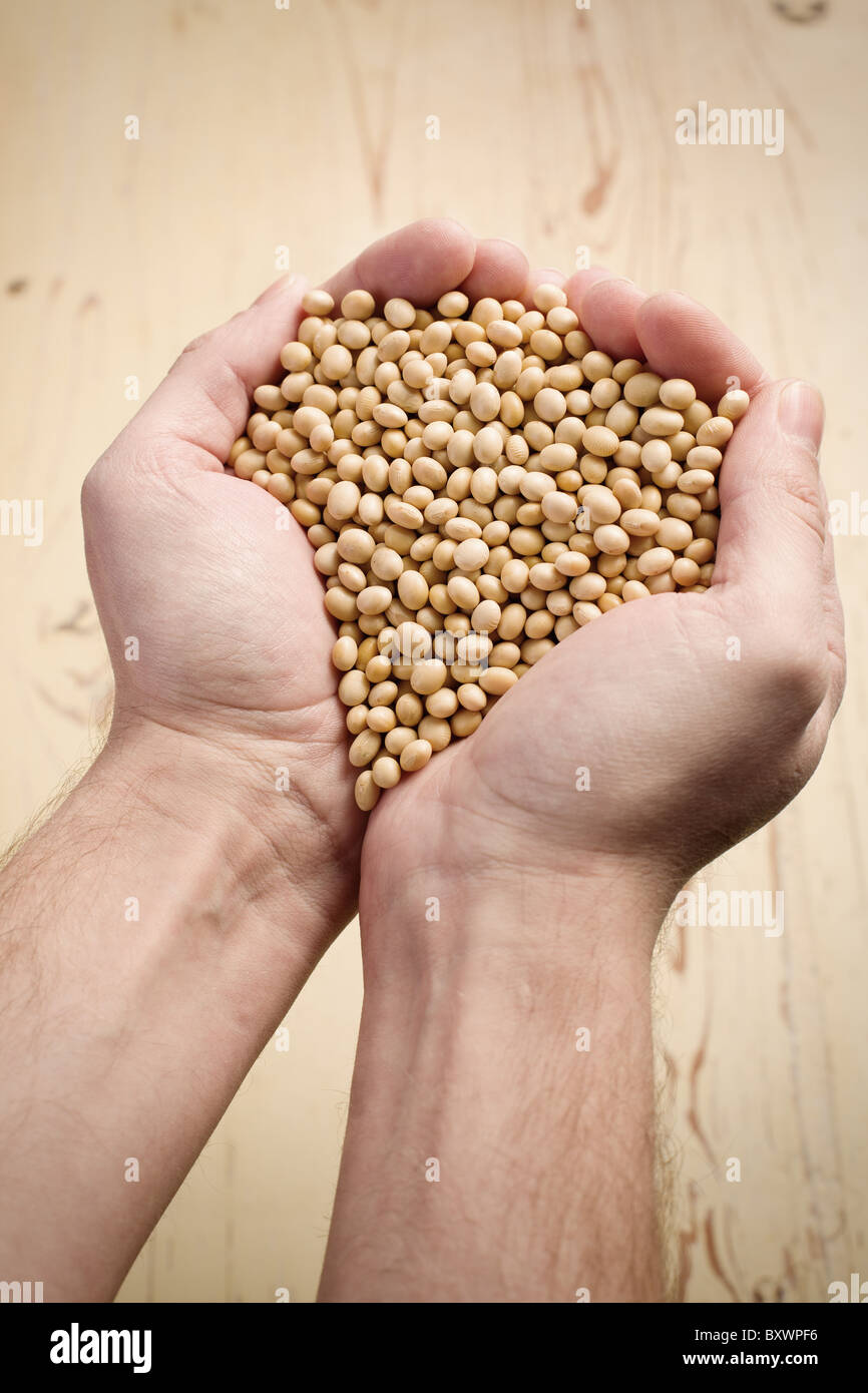 the soya beans in hands Stock Photo