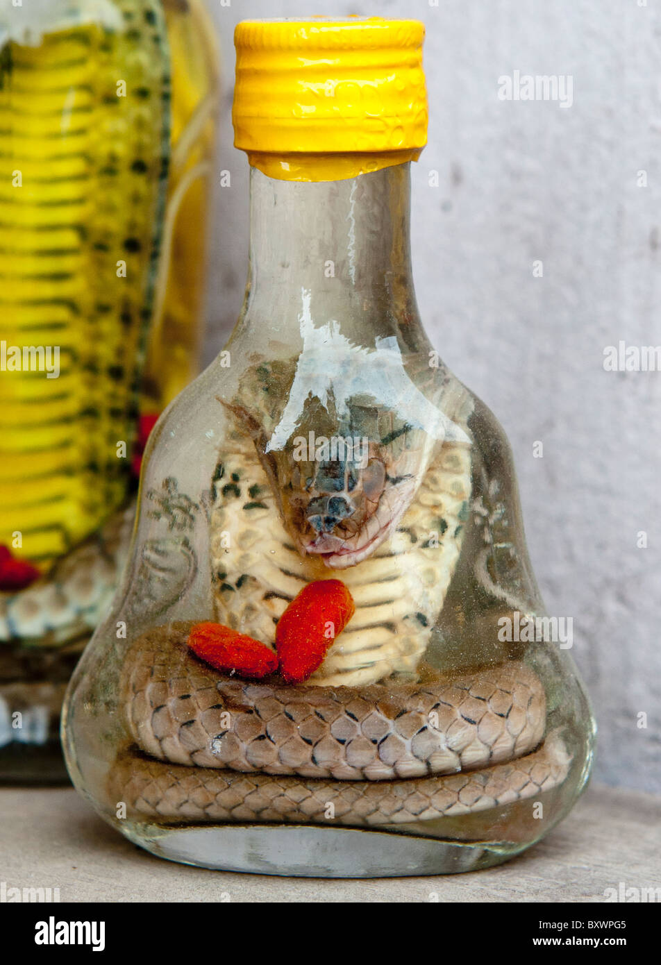 A bottle of snake wine (ruou ran, pinyin, shejiu); rice wine infused with a whole cobra, drunk for its medicinal qualities Stock Photo