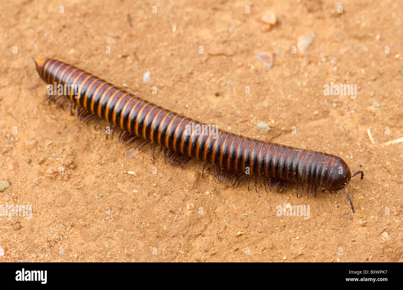 African giant millipede (Archispirostreptidus gigas) Stock Photo