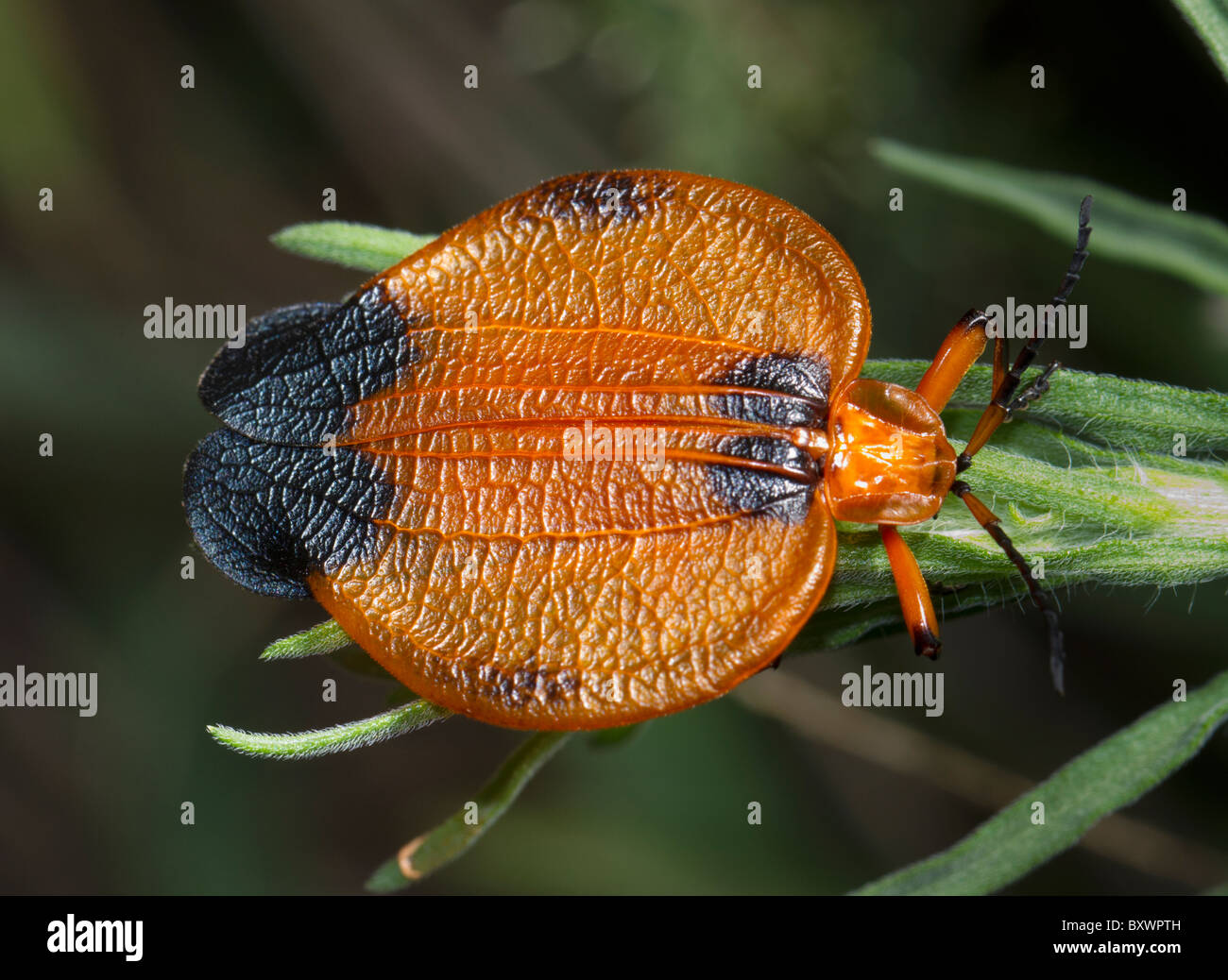 Hook-winged net-winged beetle (Lycus melanurus) Stock Photo
