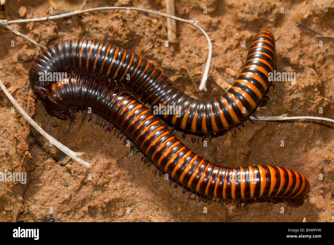 African giant millipede (Archispirostreptidus gigas), mating pair Stock Photo