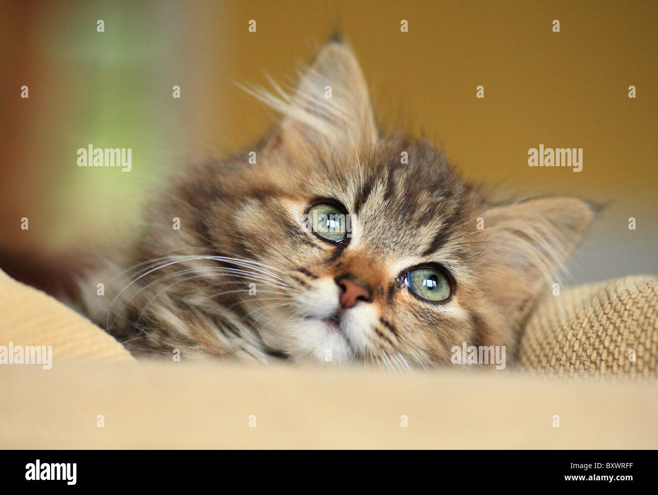 Cute long-haired tabby kitten. Stock Photo
