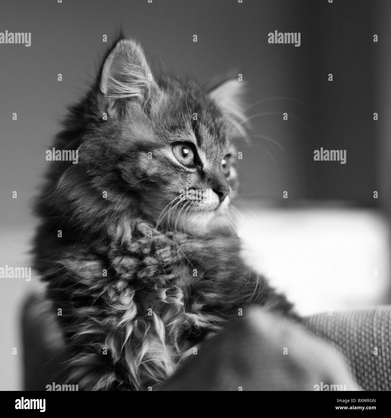 brown short haired tabby brown short haired tabby