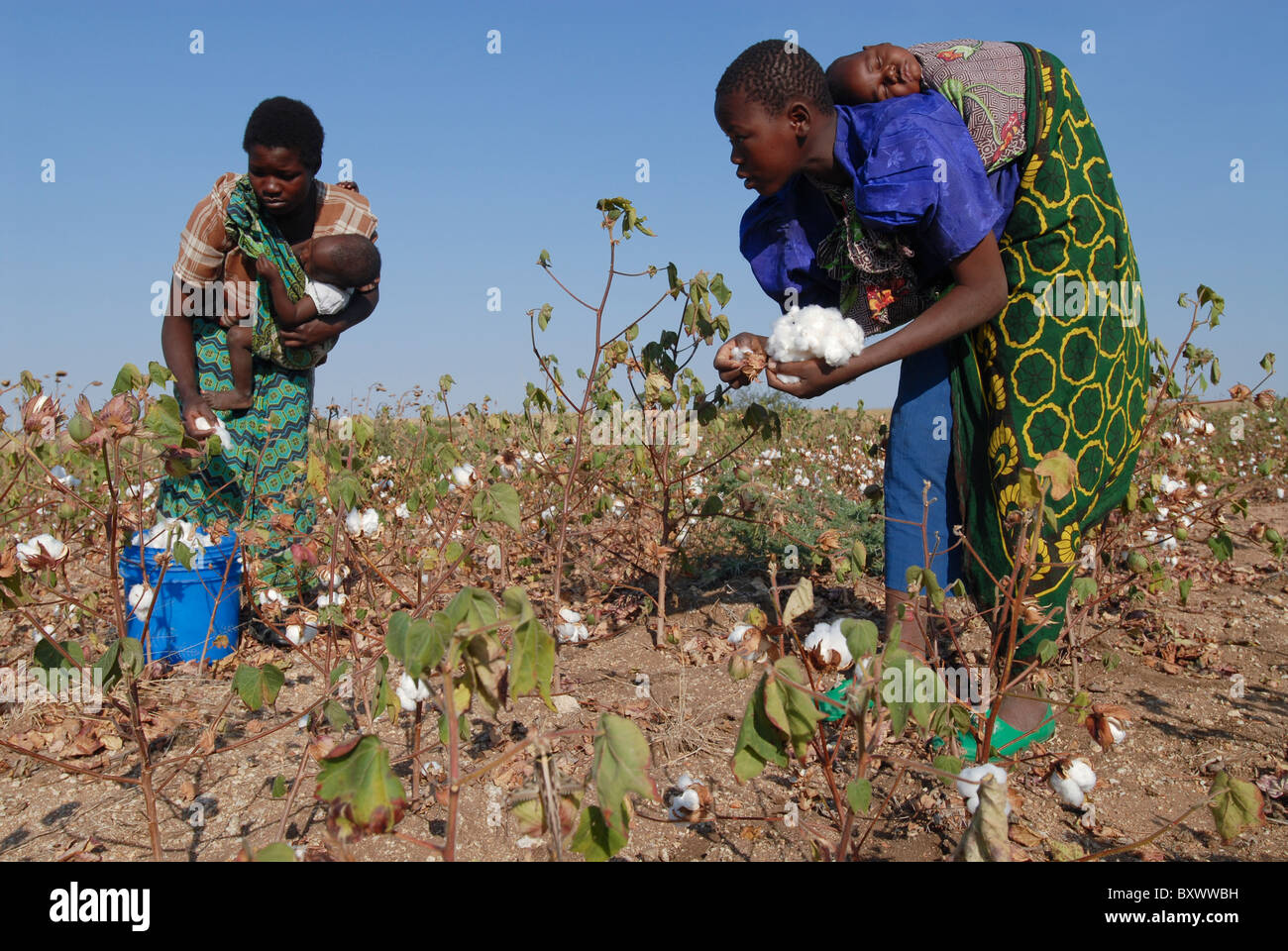 Africa TANZANIA  organic cotton project biore in Meatu district , women pick cotton by hand carrying her infant on the back Stock Photo