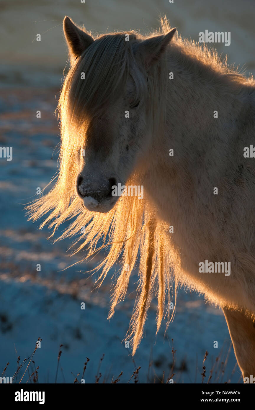 White Fell pony backlit with low evening winter sunshine. Stock Photo
