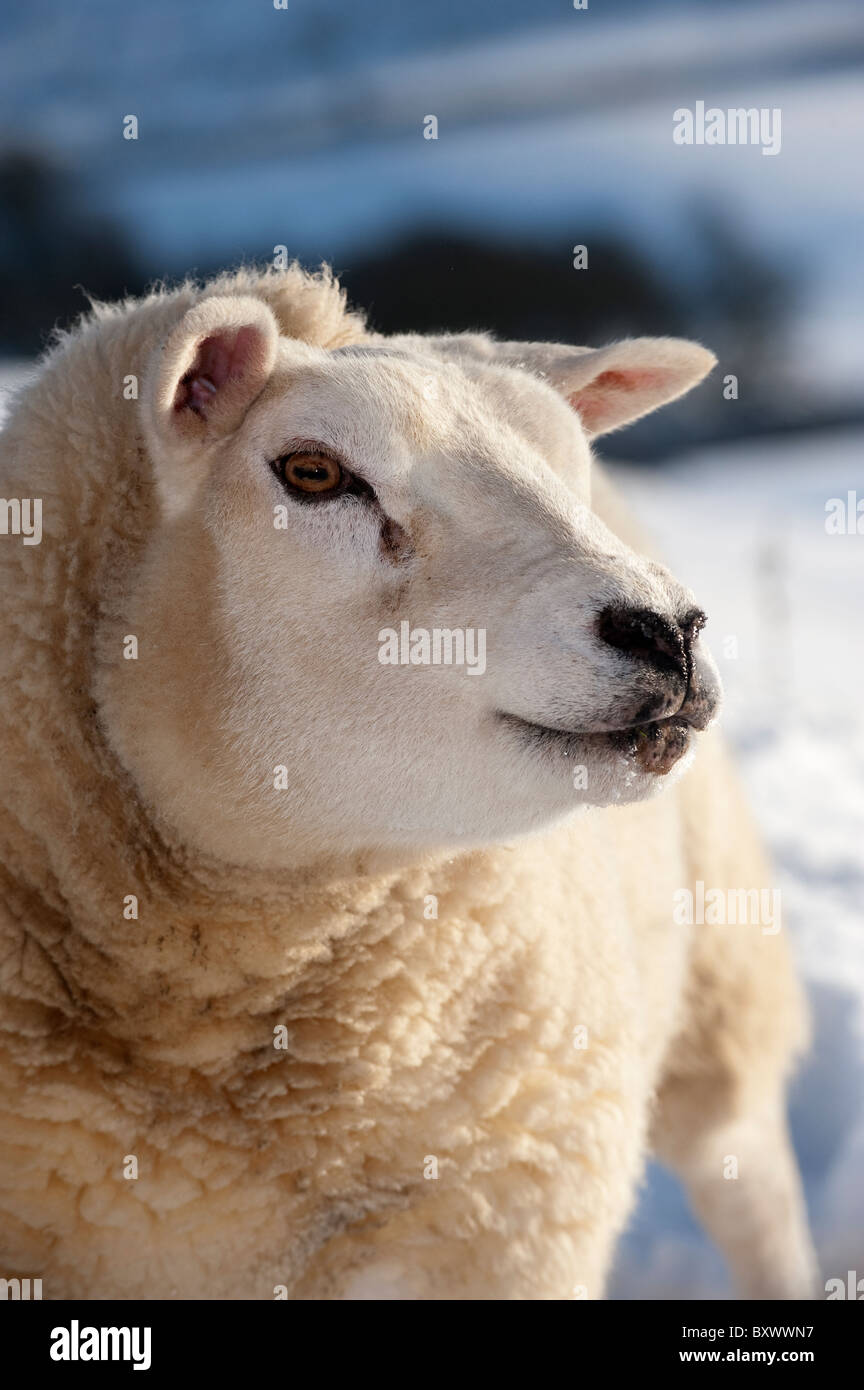 Small flock of Texel sheep in snow. Stock Photo