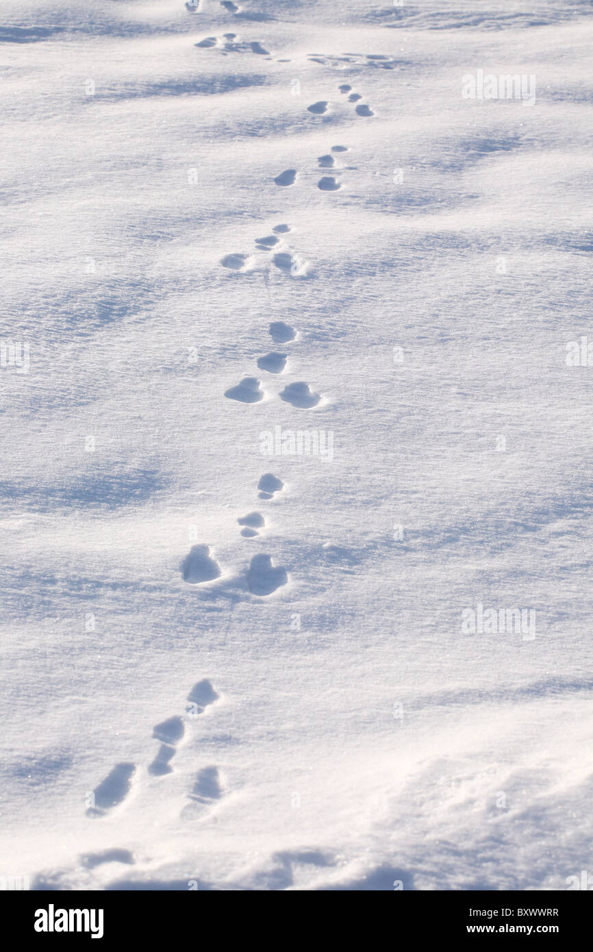 Bird or animal tracks through snow Stock Photo