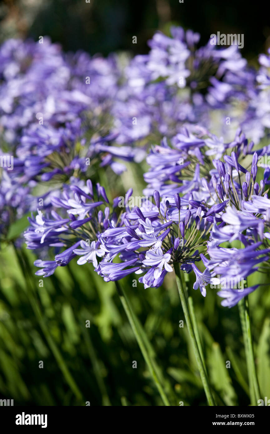 Agapanthus summer bulb bulbs hires stock photography and images Alamy