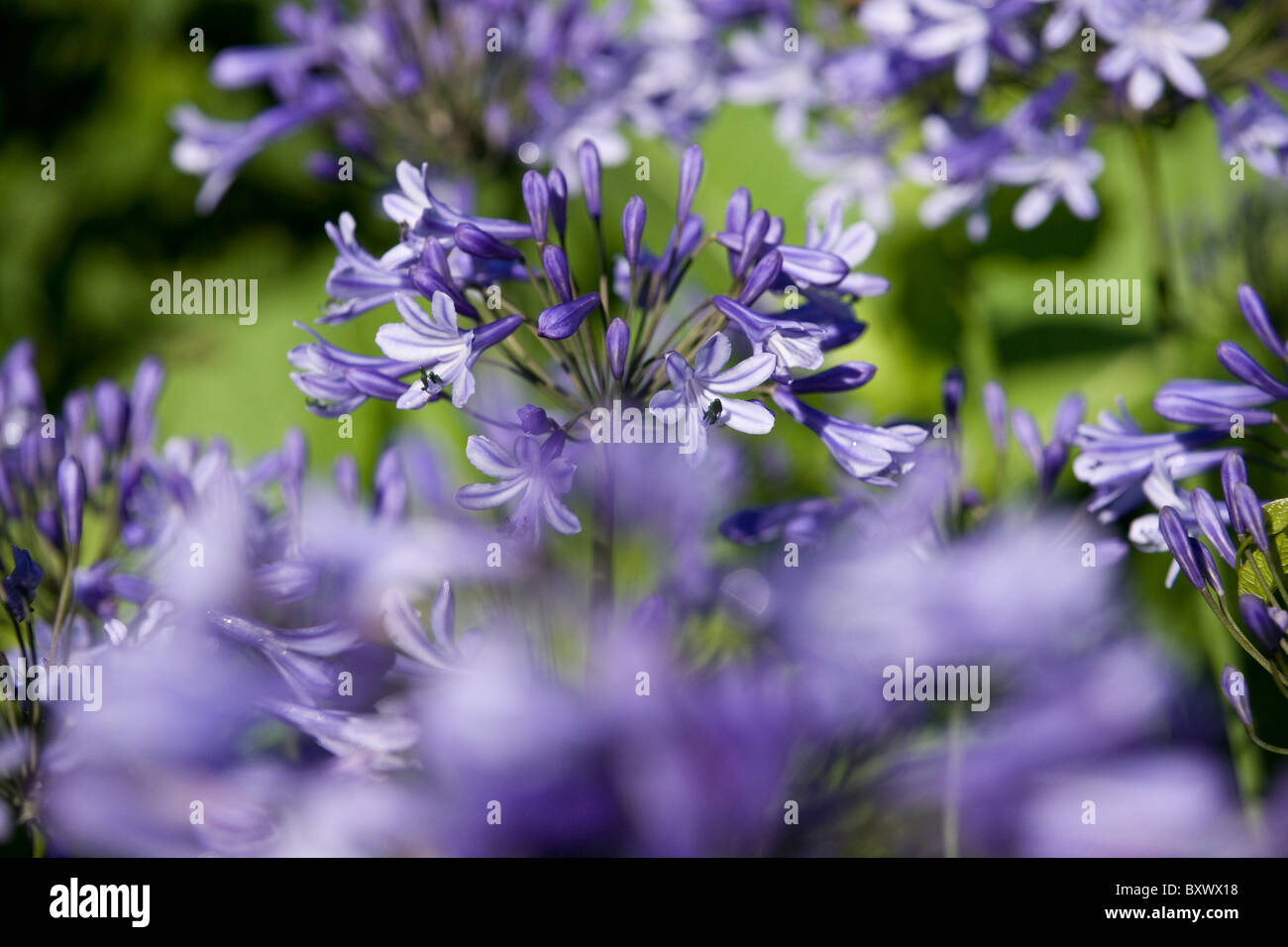 Purple Agapanthus flowers Stock Photo - Alamy