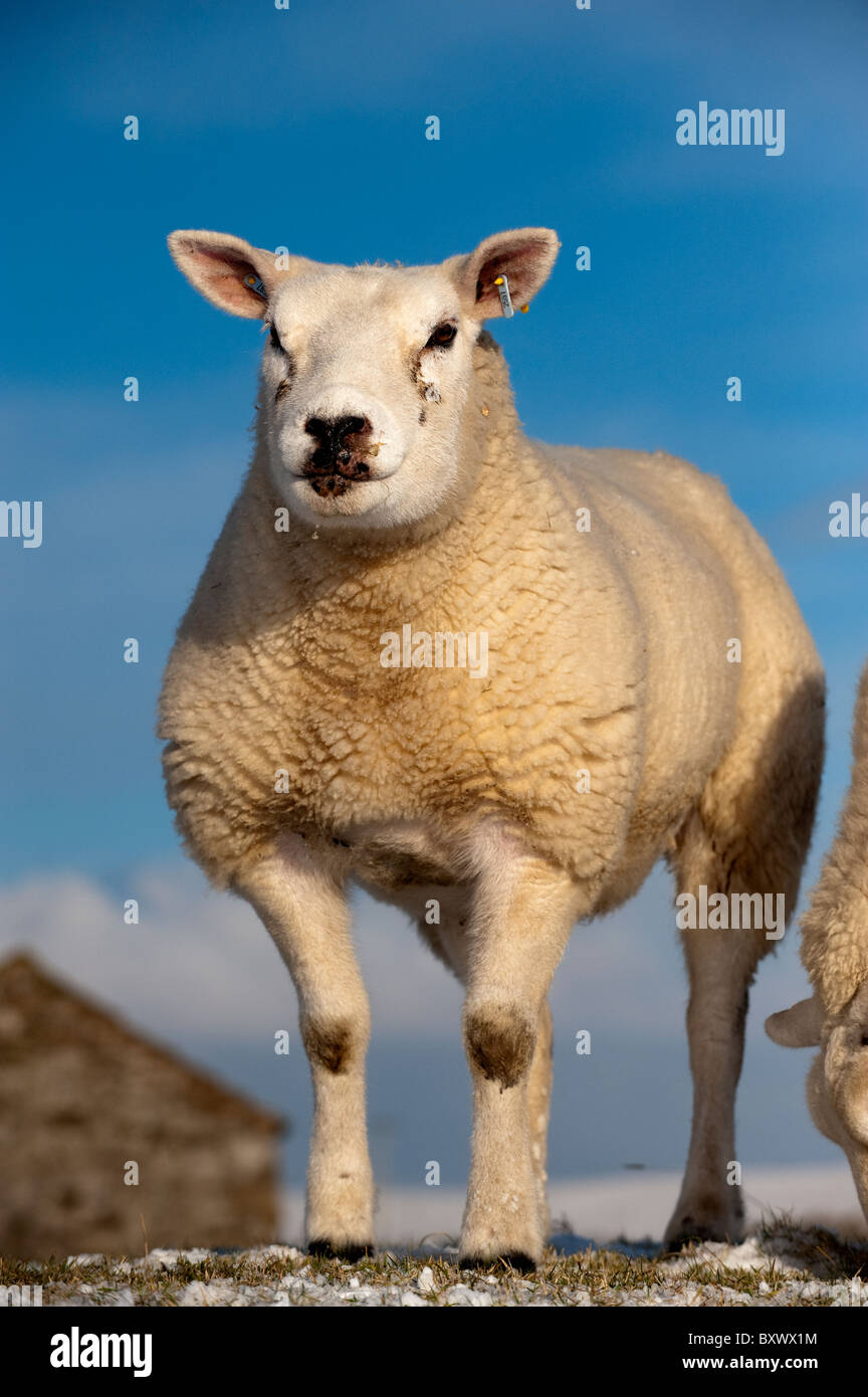 Small flock of Texel sheep in snow. Stock Photo