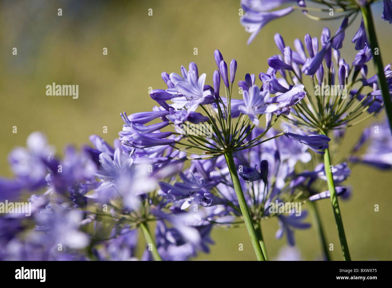 Purple Agapanthus flowers Stock Photo