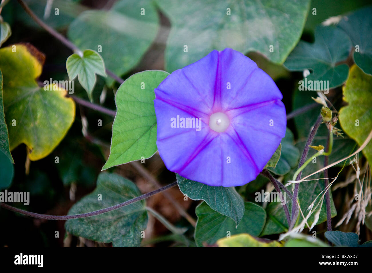 Purple bindweed or morning glory flower Stock Photo Alamy