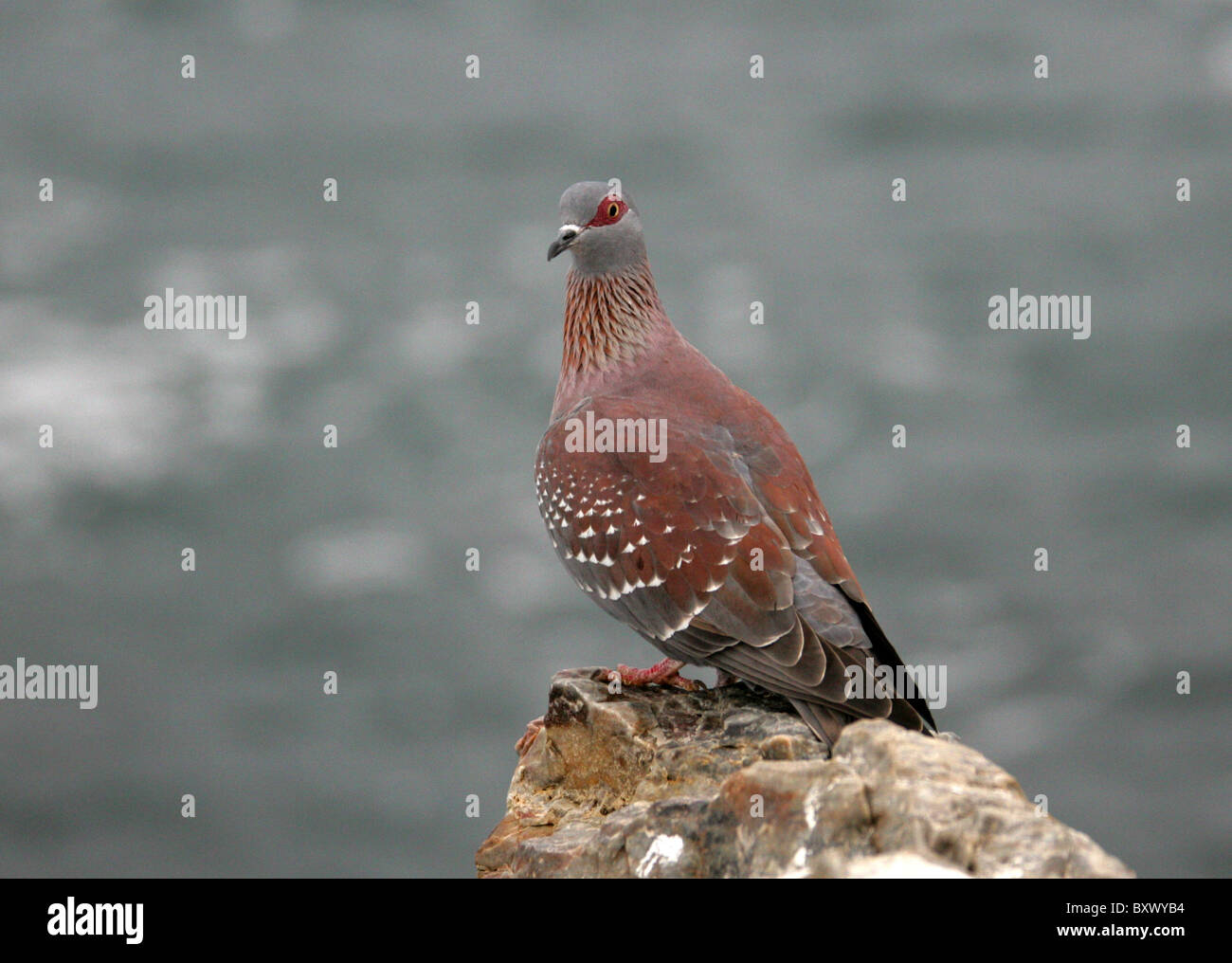 Speckled Pigeon or African Rock Pigeon, Columba guinea, Columbidae. Hermanus, Western Cape, South Africa. Stock Photo