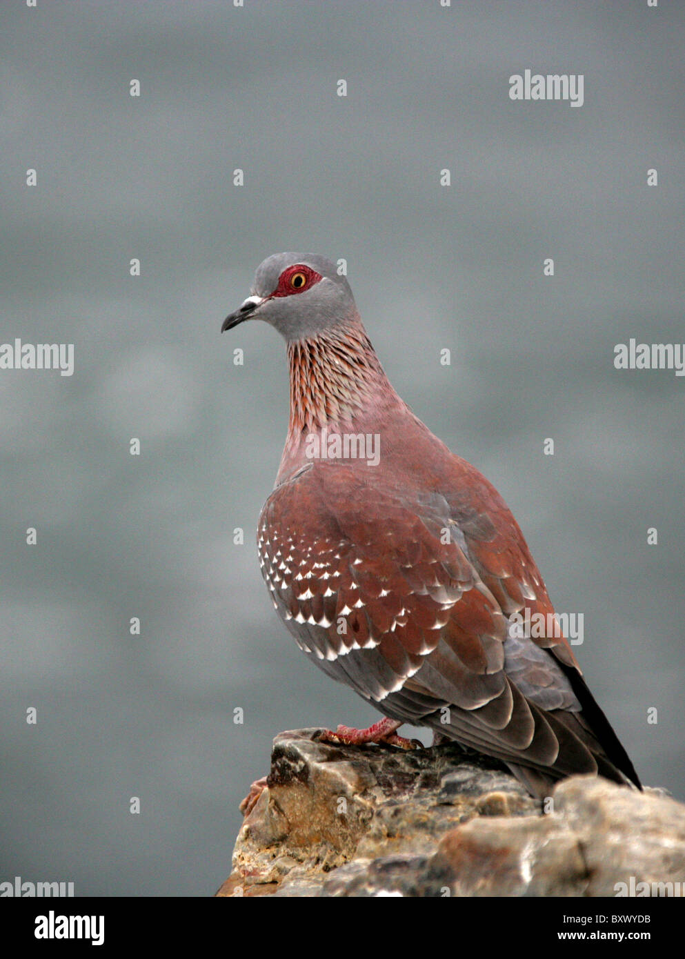 Speckled Pigeon or African Rock Pigeon, Columba guinea, Columbidae. Hermanus, Western Cape, South Africa. Stock Photo