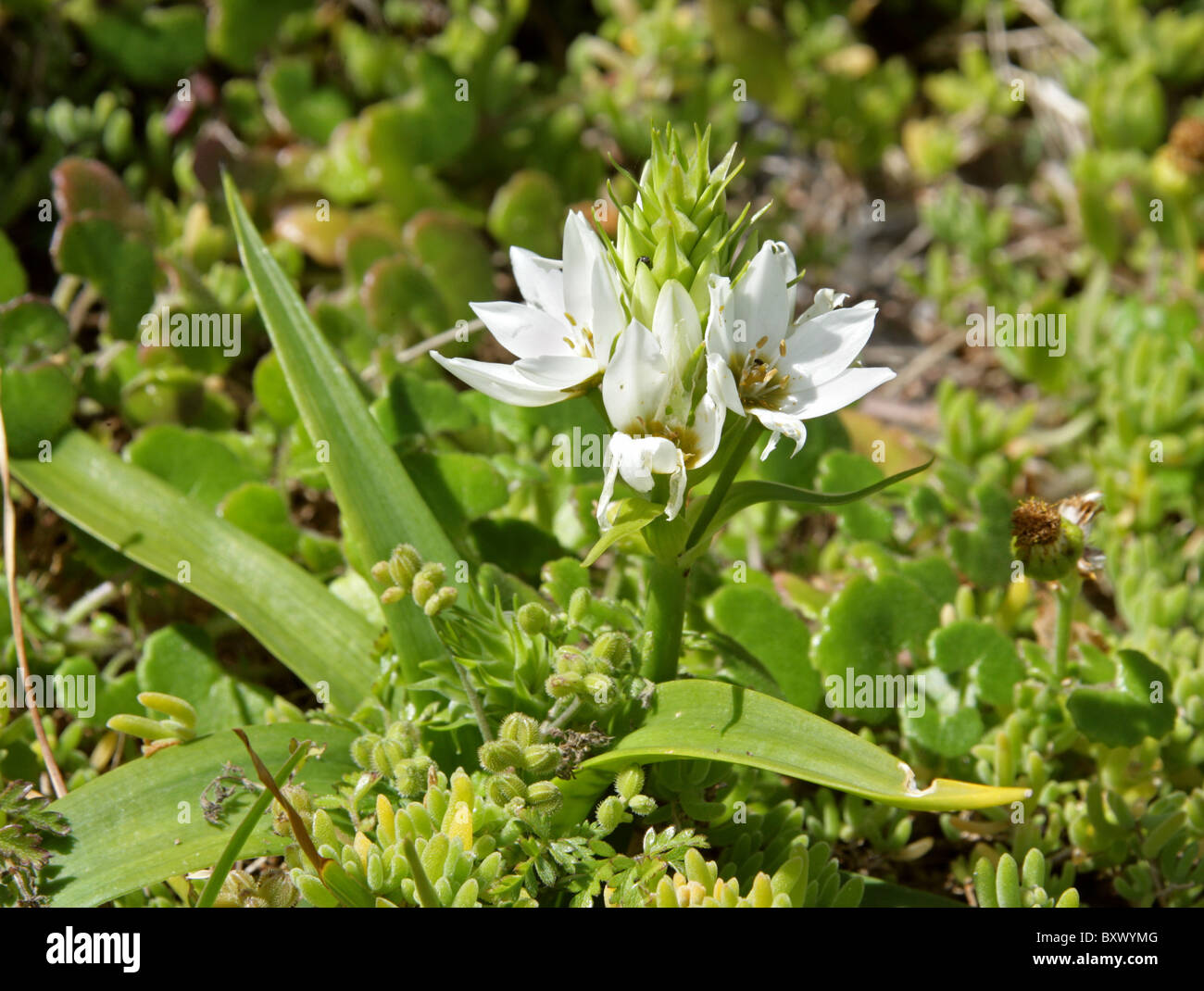 Cape Chincherinchee, Chinkerinchee, Cream Starflower, South-African Star Flower, Ornithogalum thyrsoides, Hyacinthaceae S Africa Stock Photo
