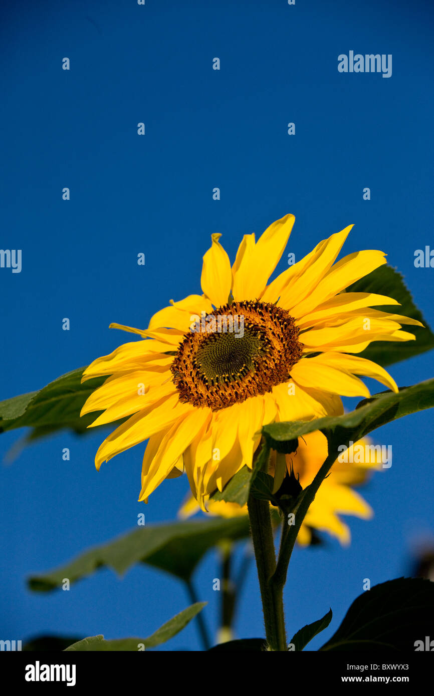 A sunflower against bright blue sky Stock Photo - Alamy