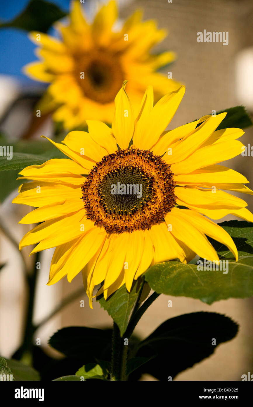 Coloured sunflower hi-res stock photography and images - Alamy