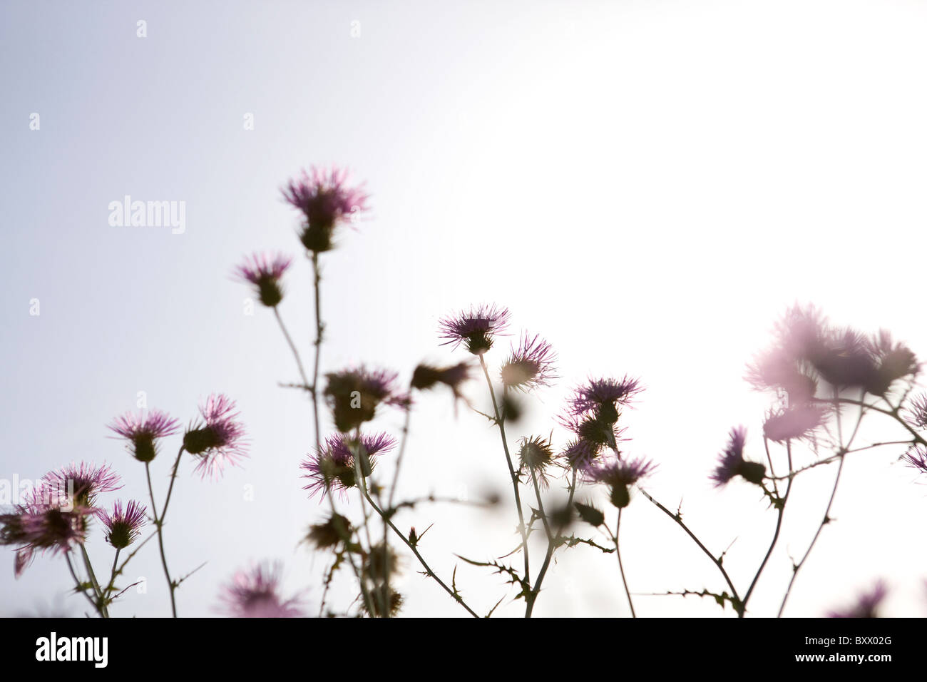 Purple wild flowers hi-res stock photography and images - Alamy