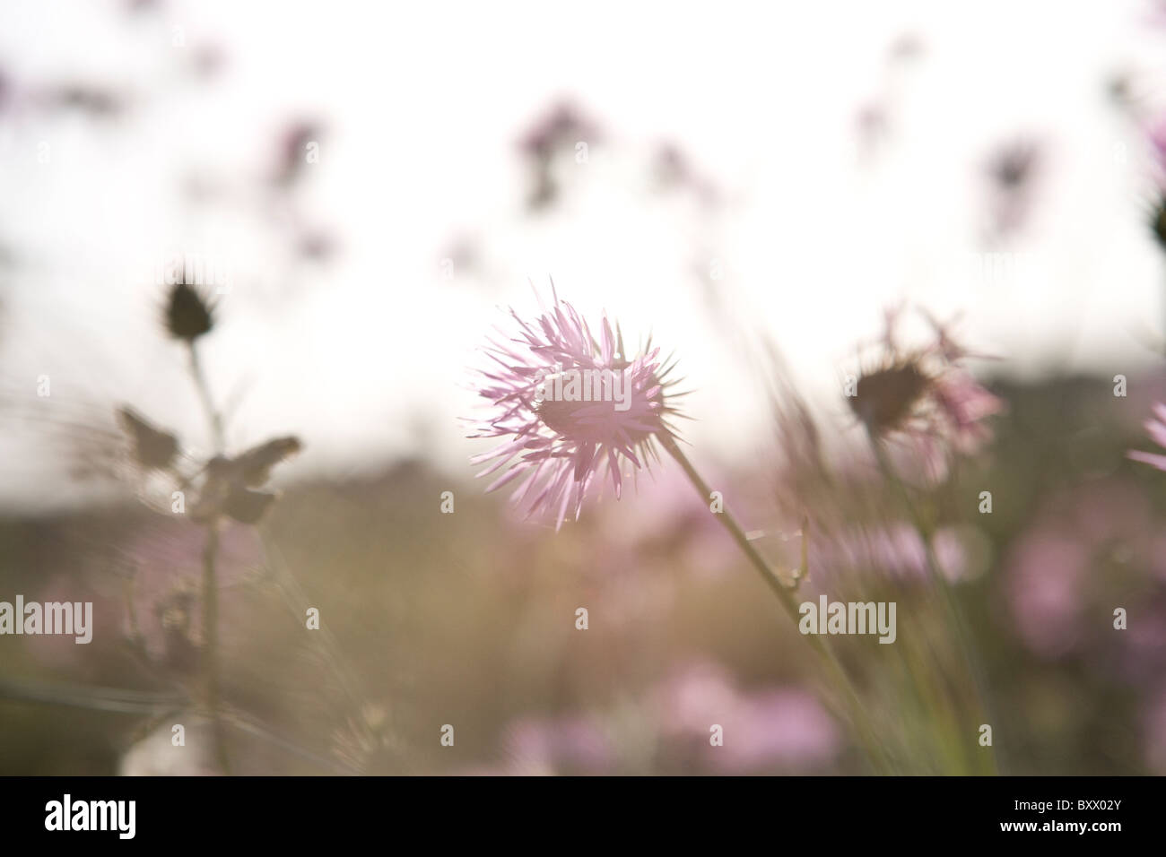 Purple knapweed and thistle flowers hi-res stock photography and images ...