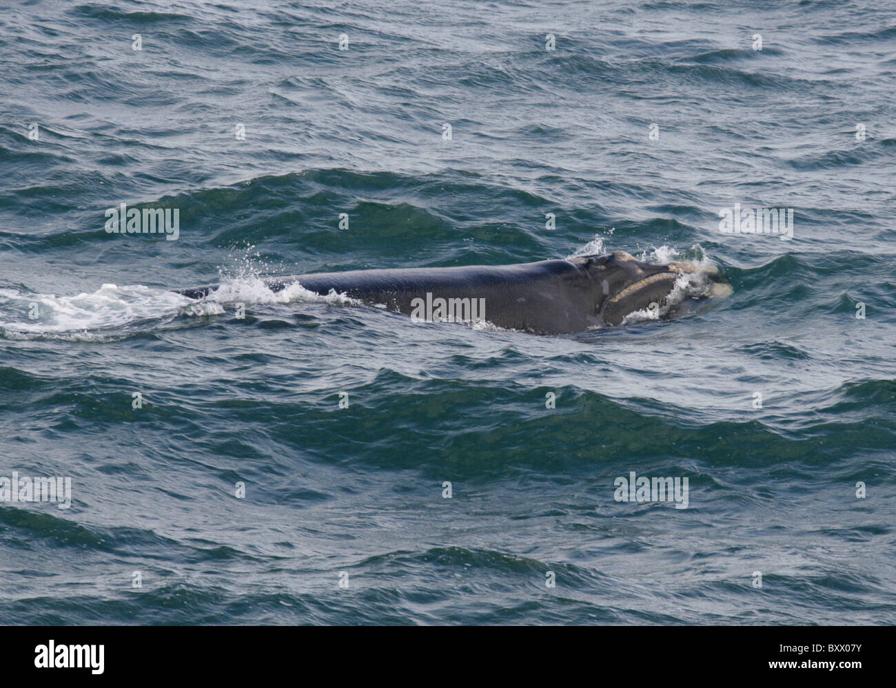 Southern Right Whale Cow, Eubalaena australis, Balaenidae. Hermanus ...