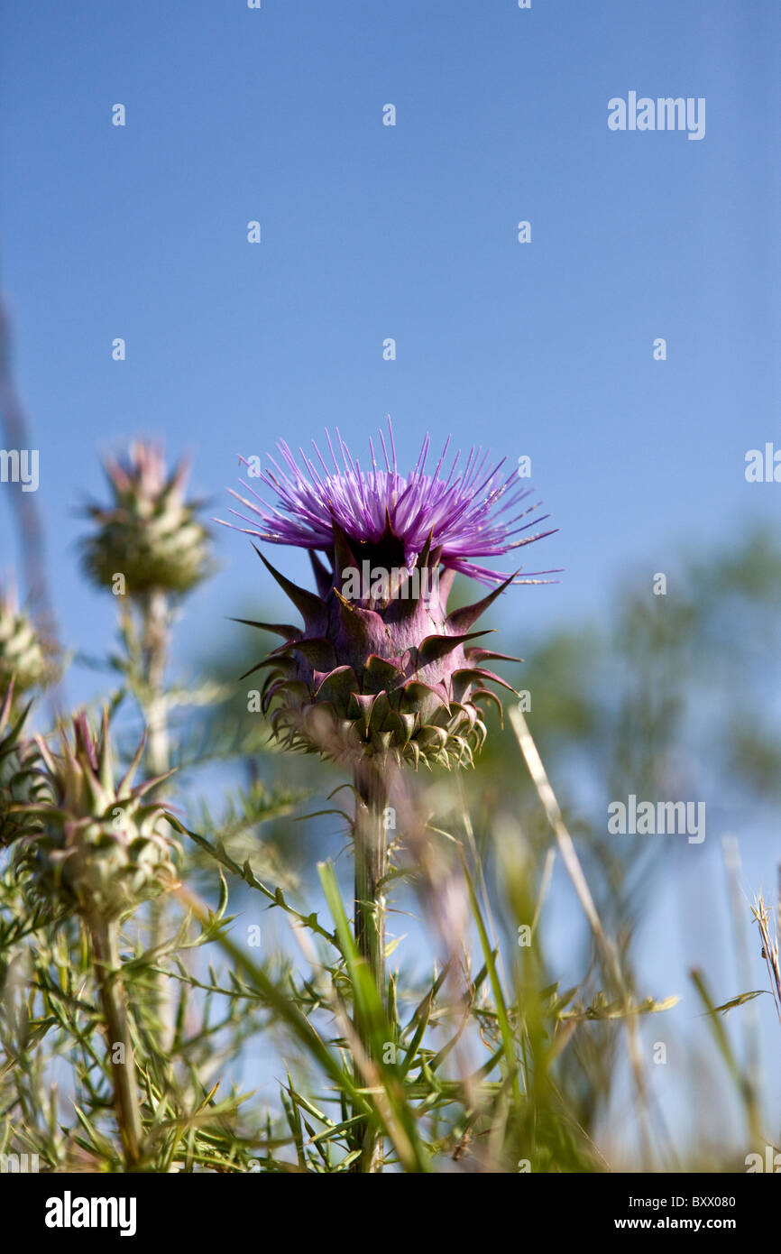 Thistles, one in flower Stock Photo