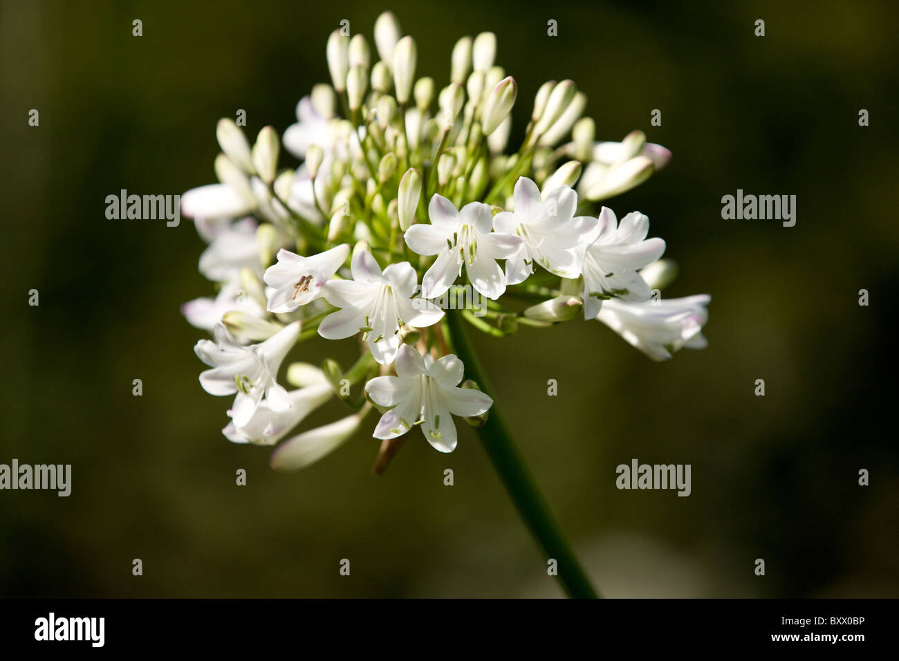 White Agapanthus flowers Stock Photo
