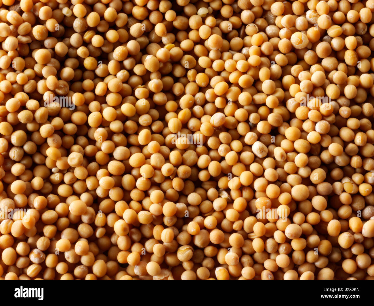 Mustard seeds stock photos Stock Photo