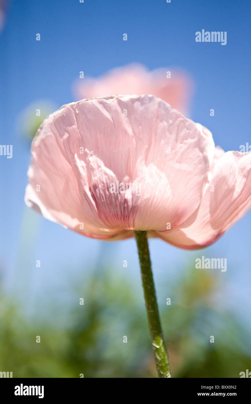 A pink oriental poppy flower Stock Photo