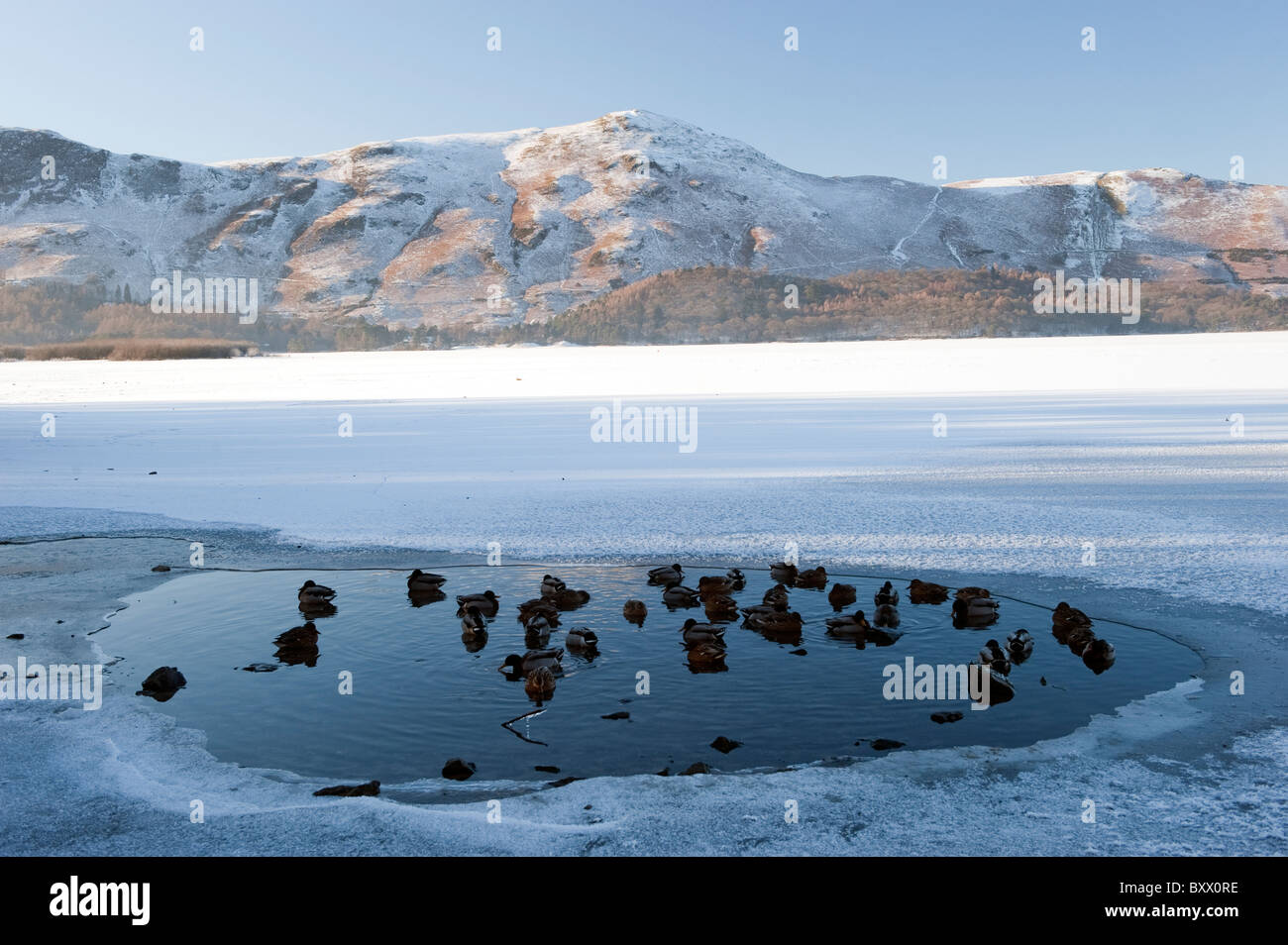 Flock of Mallard ducks sitting in water, whilst rest of lake is frozen over.  Stock Photo