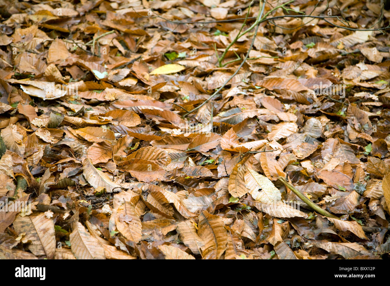 Sweet chestnut leaves forming leaf litter Stock Photo