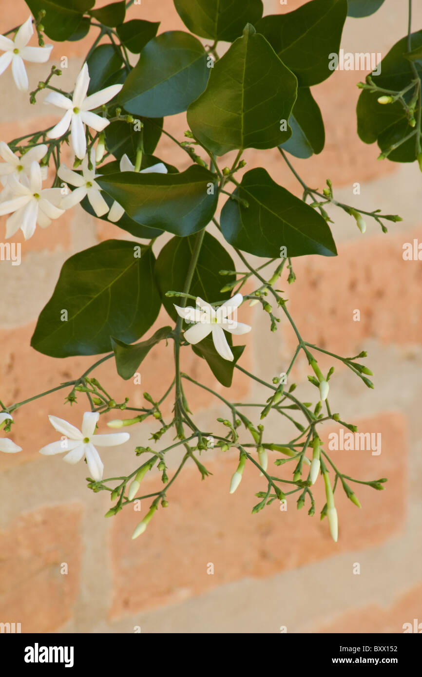 Azores Jasmine plant in bloom Stock Photo