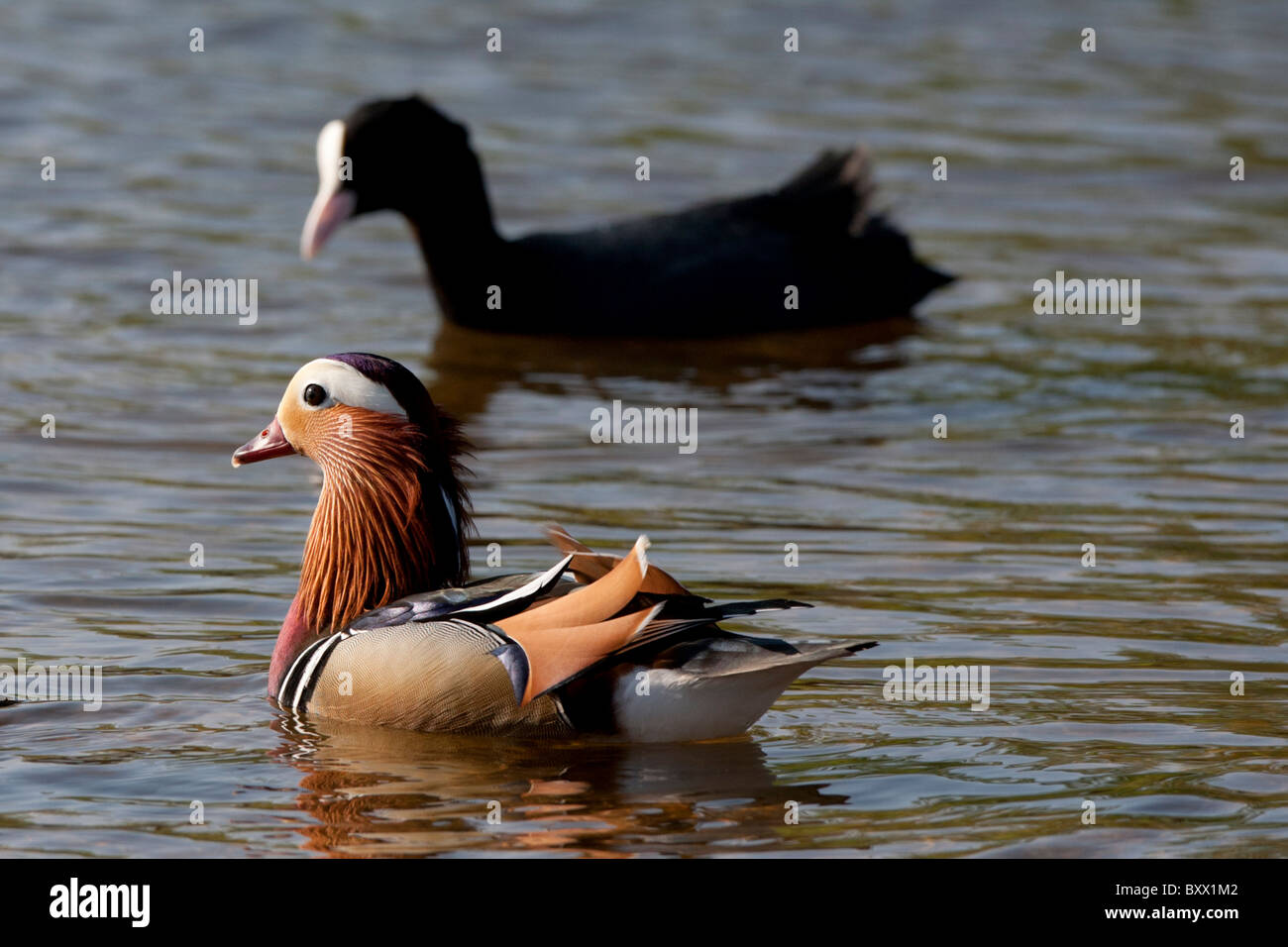 A Mandarin Duck in Richmond park, London Stock Photo Alamy