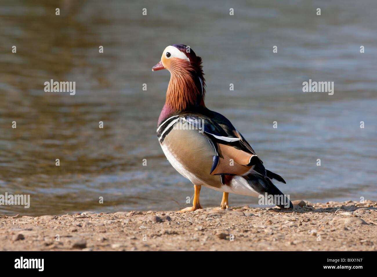 A Mandarin Duck in Richmond park, London Stock Photo Alamy