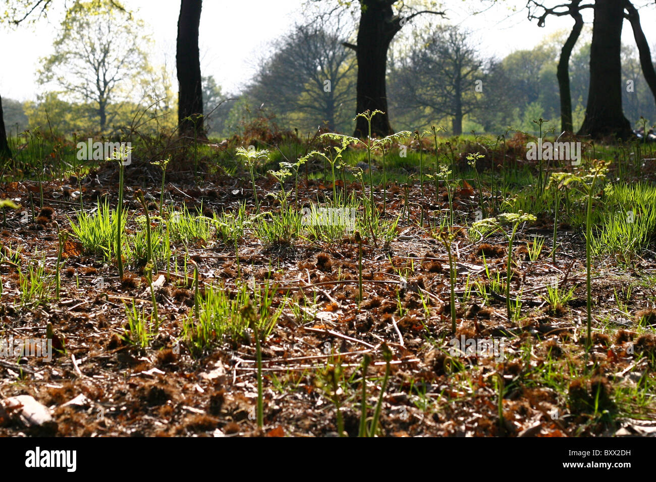 A landscape view of trees in a park Stock Photo - Alamy