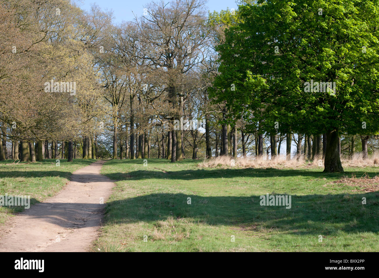 A landscape view of trees in a park Stock Photo - Alamy