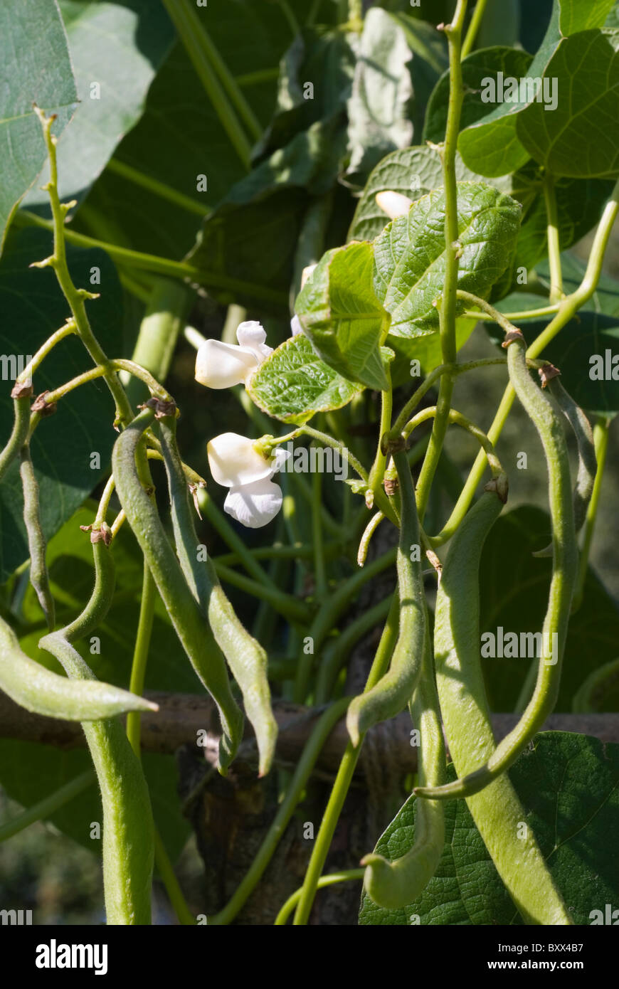 Runner Beans (Phaseolus coccineus) "White Lady", growing on an